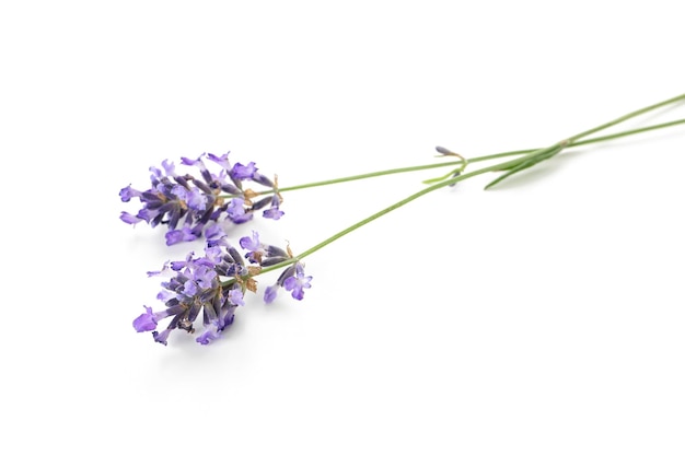 Beautiful lavender flowers isolated on white background