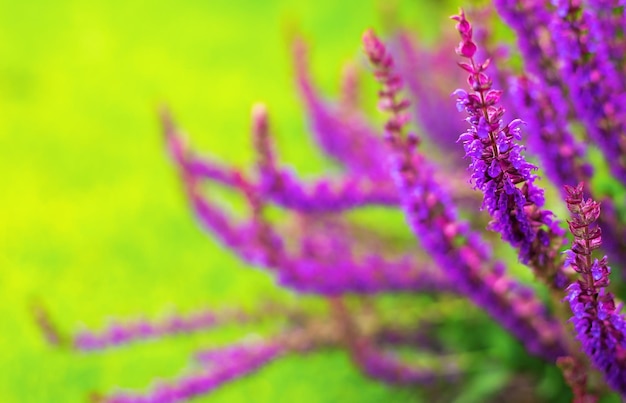 Beautiful lavender on a green background