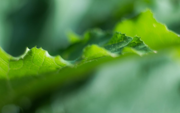 Beautiful leaf edge. Sunlight on a green background. Selective focus