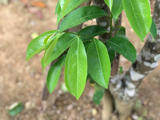 beautiful leaf green nature background fresh natural