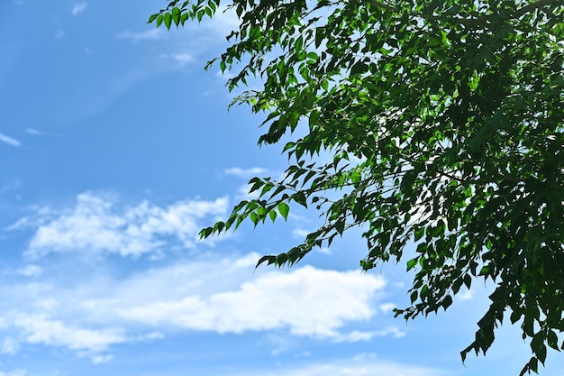 Beautiful leaves on a calm day in the bule sky view