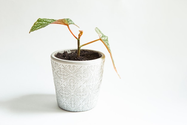 Beautiful leaves of decorative deciduous Royal begonia with a closeup ornament in a pot Copy space Growing potted house plants green home decor care and cultivation