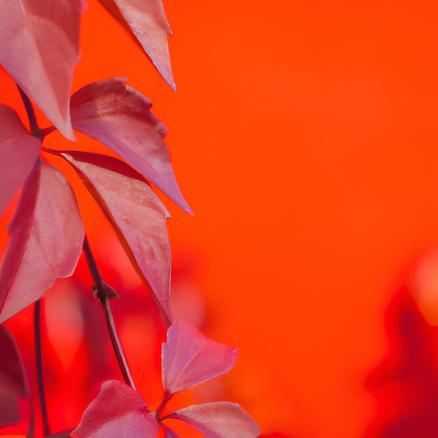 beautiful leaves on red background sunny daylight horizontal