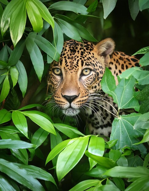 Photo beautiful leopard in green leaves wild predator animals and wildlife concept