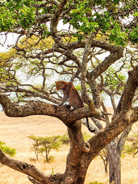 Beautiful leopard perched on a tree watching over the savannah in Tanzania