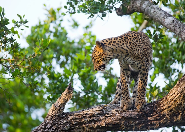 Beautiful leopard relaxing on a branch