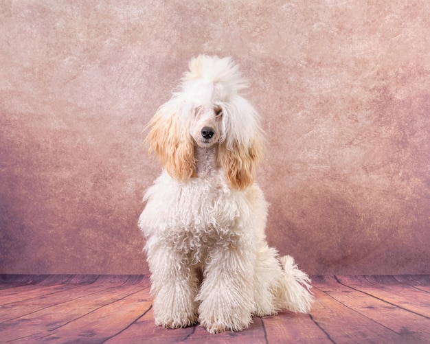 A beautiful light apricot poodle in a modern coat color on a vintage background 9 months old dog