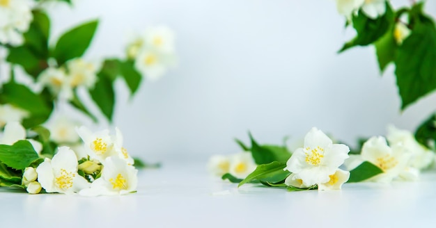 Beautiful light background with jasmine flowers Place for a subject Selective focus