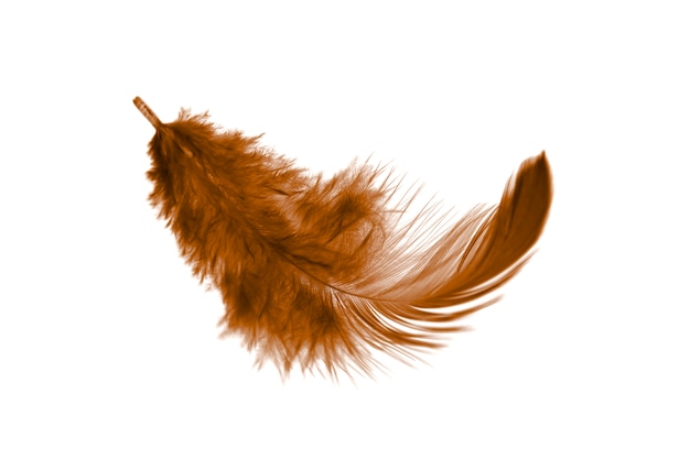 Beautiful light fluffy brown feather isolated on a white background