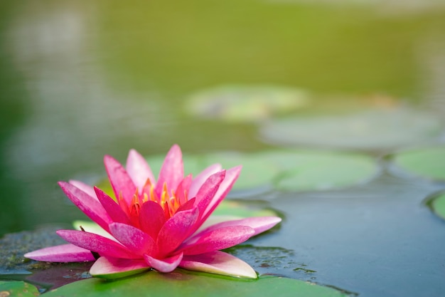 Beautiful light pink of water lily or lotus with yellow pollen on surface of water in pond. 