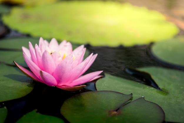 Beautiful light pink water lily