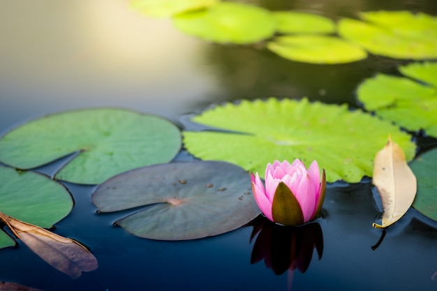 Beautiful light pink water lily