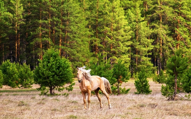 A beautiful lightcolored horse with a waving mane grazes in a meadow against the background of a pine forest on a ranch