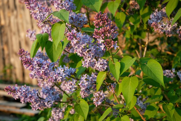 Beautiful Lilac blossoming branches Selective focus