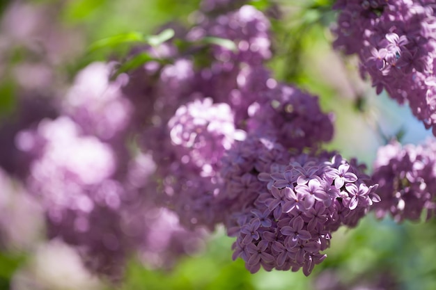 Beautiful lilac bushes with a soft background.