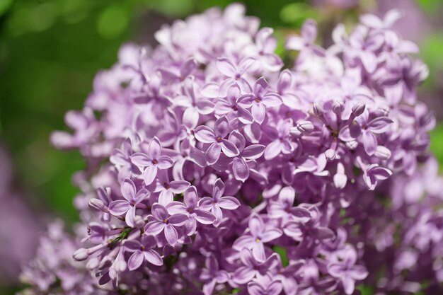 Beautiful lilac bushes with a soft background.