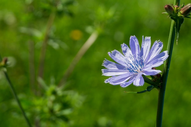 Beautiful lilac flower in the green field