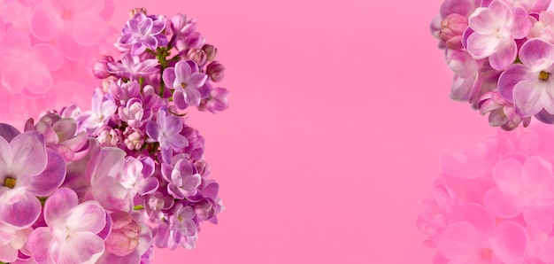 Beautiful lilac flower very close up against gentle pink background with space for text floral