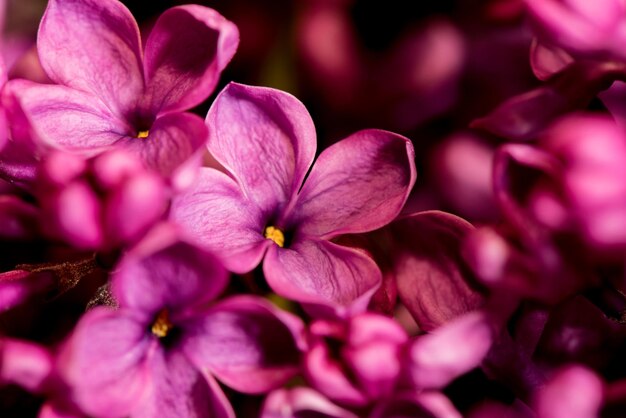 Beautiful lilac flowers are very close up bright purple lilac floral background