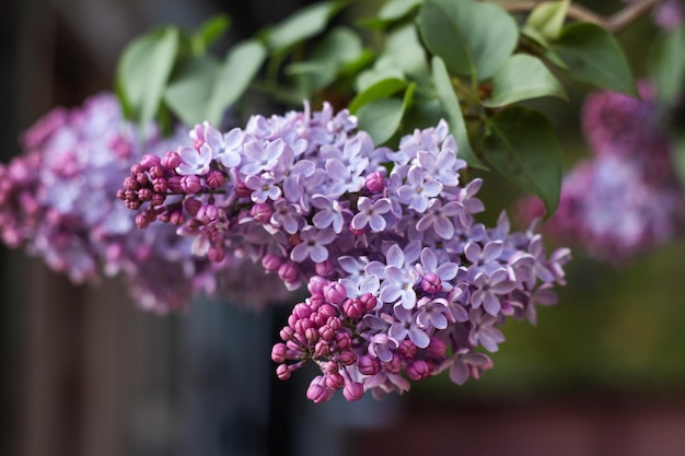 Beautiful lilac flowers on a branch