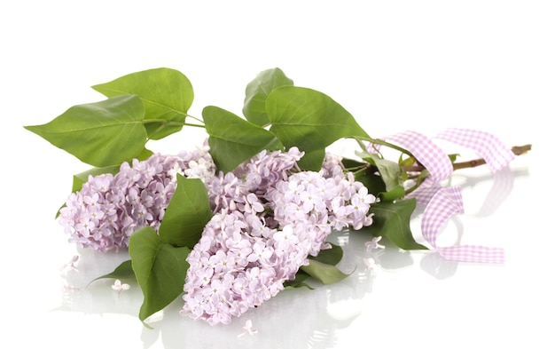 Beautiful lilac flowers isolated on white