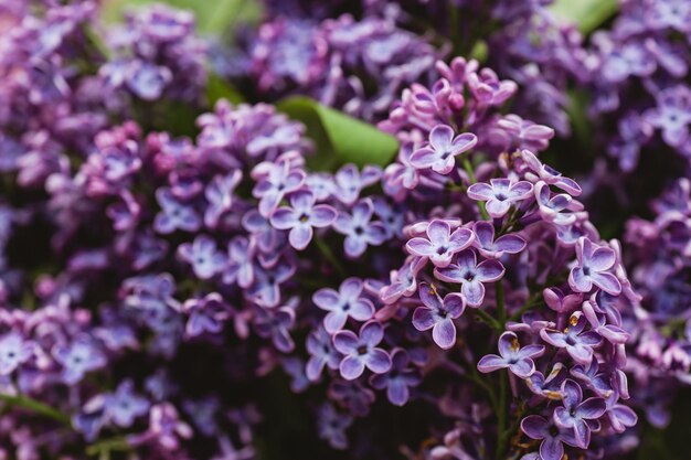 Beautiful lilac flowers Spring blossom Blooming lilac bush with tender tiny flower Purple lilac flower on the bush Summer time Background