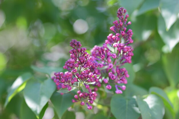 Beautiful lilac flowers. Spring blossom. Blooming lilac bush with tender tiny flower