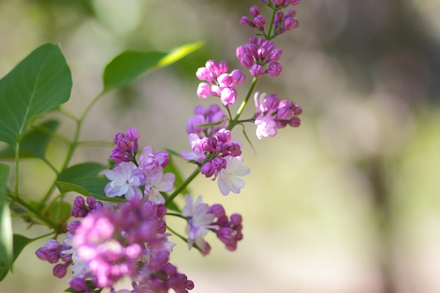 Beautiful lilac flowers. Spring blossom. Blooming lilac bush with tender tiny flower