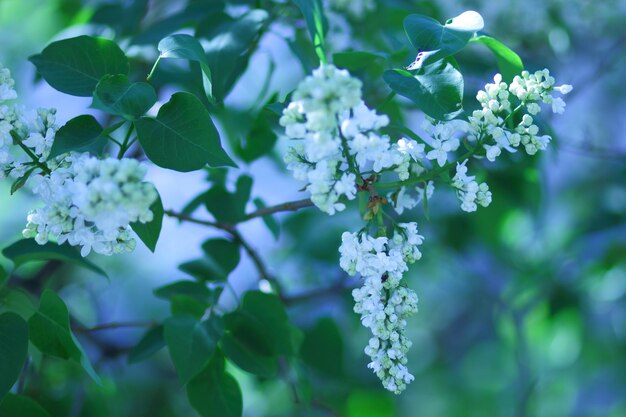 Beautiful lilac flowers. Spring blossom. Blooming lilac bush with tender tiny flower