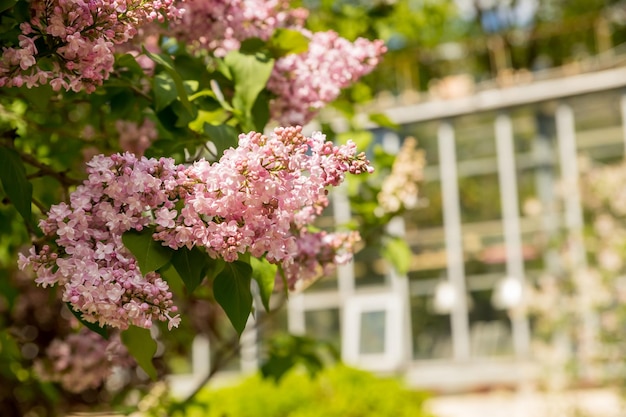 Beautiful lilac flowers with selective focus pink lilac flower with blurred green leaves Blooming lilac branches in the park Summer timelilac bushSpring season