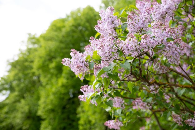 Beautiful lilac flowers with selective focus pink lilac flower with blurred green leaves spring blos