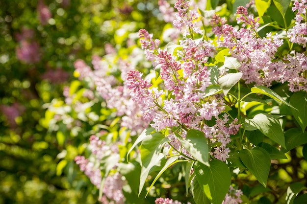 Beautiful lilac flowers with selective focus purple lilac flower with blurred green leaves spring bl