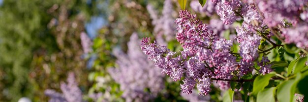 Beautiful lilac flowers with selective focus Purple lilac flower with blurred green leaves Spring blossom Blooming lilac bush with tender tiny flower Purple lilac flowers on a bush in sunlight