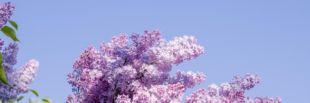 Beautiful lilac flowers with selective focus Purple lilac flower with blurred green leaves Spring blossom Blooming lilac bush with tender tiny flower Purple lilac flowers on a bush in sunlight