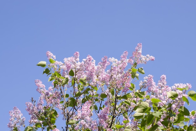 Beautiful lilac flowers with selective focus Purple lilac flower with blurred green leaves Spring blossom Blooming lilac bush with tender tiny flower Purple lilac flowers on a bush in sunlight