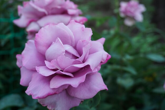 beautiful lilac rose flower shot closeup in the garden