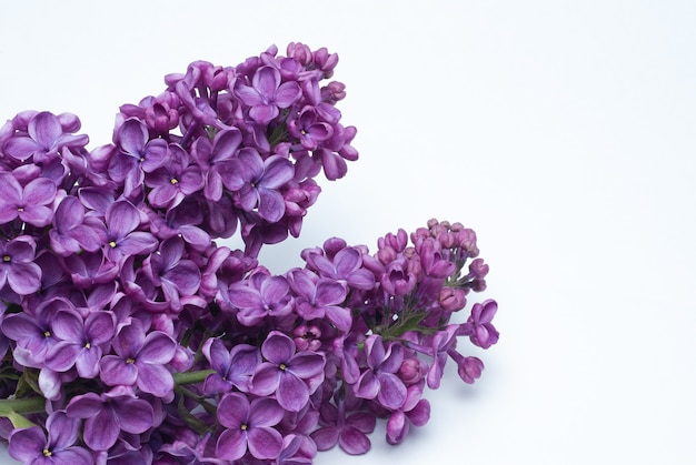 Beautiful lilac Syringa flowers indoors closeup on a white background