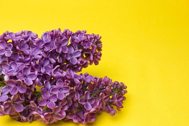 Beautiful lilac Syringa flowers indoors closeup on a yellow background