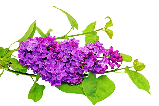 Beautiful   Lilac on table. Isolated over white .