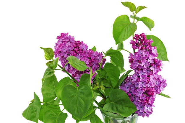 Beautiful   Lilac in the Vase. Isolated over white .