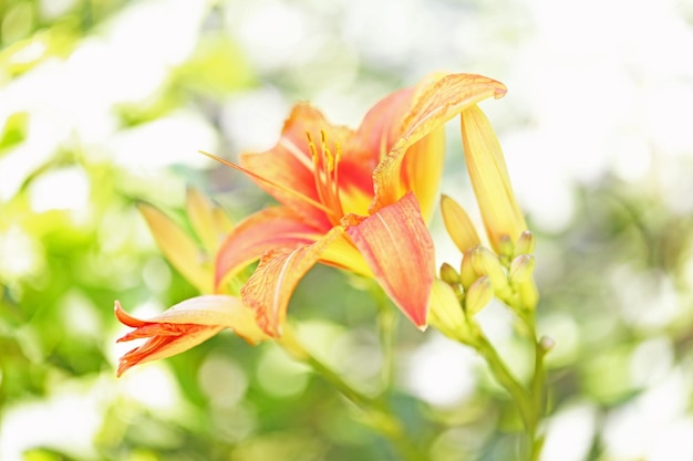 Beautiful lilies on blurred green background