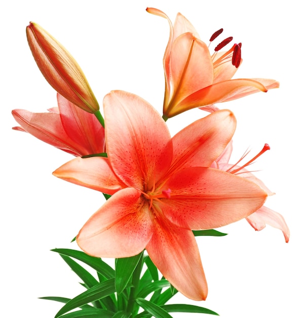 Beautiful lilies isolated on white