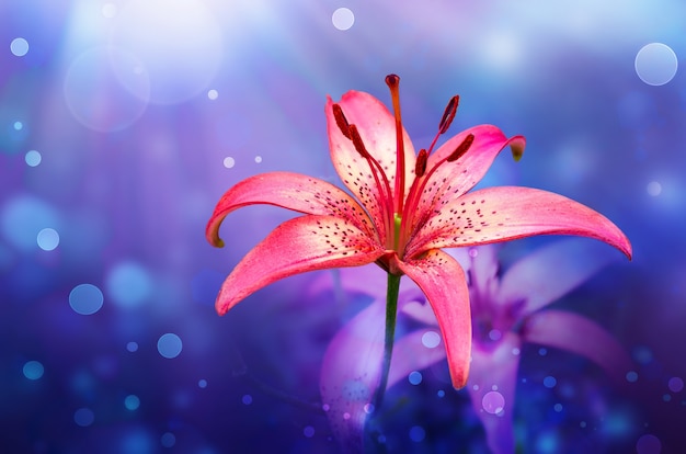 Beautiful lily on a blurred background