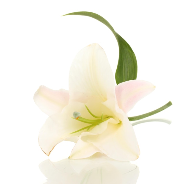 Beautiful lily flower isolated on white