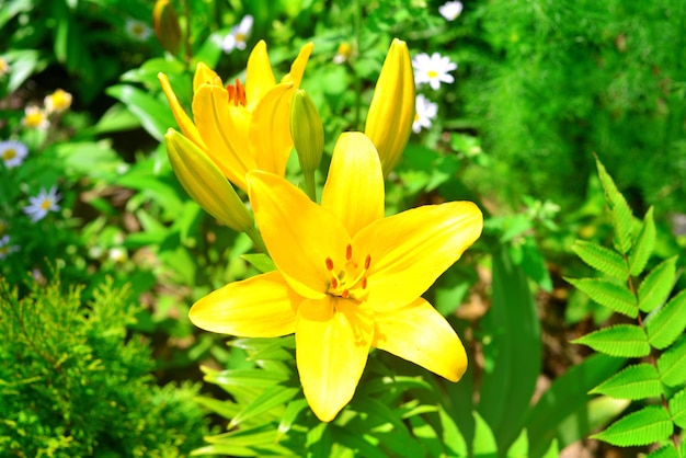 Beautiful lily flowers in a garden on a lawn background. Flowerbeds. Chamomile