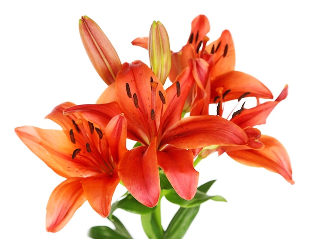 Beautiful lily isolated on white