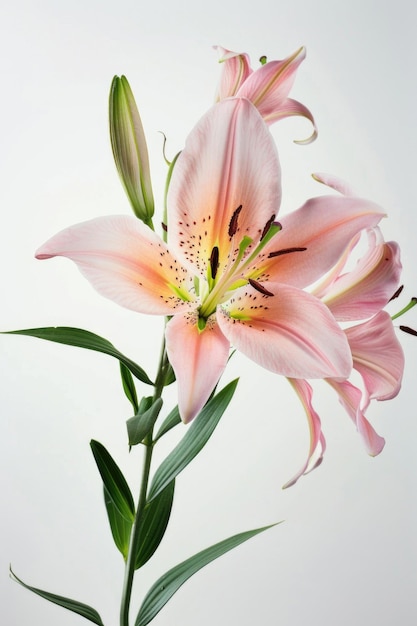 Photo beautiful lily stem in full bloom against a white backdrop