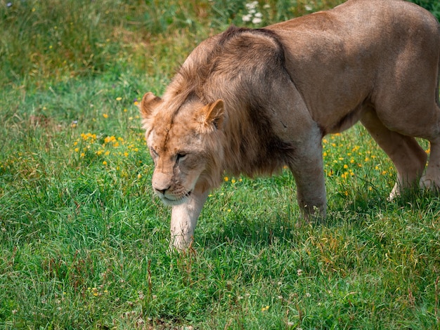 Beautiful Lion in the golden grass of Masai Mara Kenya