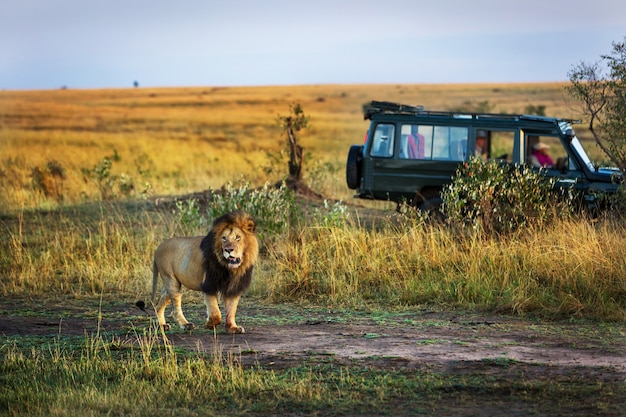 Beautiful lion with a safari car in the background in Kenya, Africa 