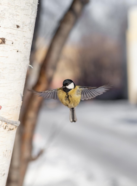 A beautiful little blue bird sits on a branch in winter and flies for food. Other birds are also